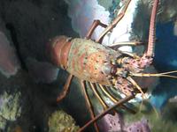 Lobster