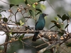 Bluebirds