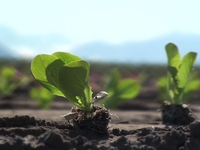 Eat Local NW: Lettuce Transplants