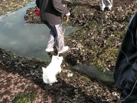 Ollie The Dog Jumping The Crevasse