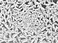 Winter Fractal