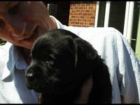 Rosie the Puppy