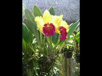 Laos, Thailand: Nature in Bloom