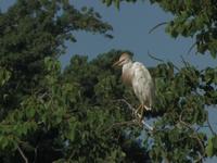 Jefferson Island Rookery