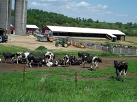 Cows near Springfield Corners, Wisconsin