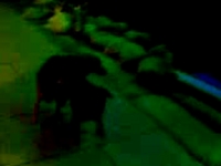 DOG GANG RAPE