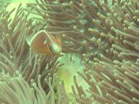 Blue Manta Productions Underwater Reel
