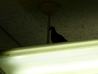 The Dove in Alice's Room
