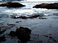 Point Lobos