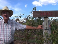 Kelman vineyard - Autumn pruning