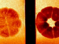 Magnetic resonance imaging (MRI) of the early embryonic stages of frog embryonic development.