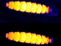 Magnetic Resonance Images of an Epiblema scudderiana larva at different temperatures.
