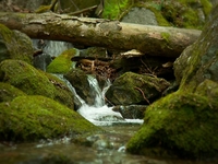 Where the Clear Waters Flow