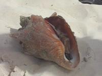 Conch Rescue 911