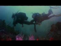 ProDive Nelson Bay Commercial