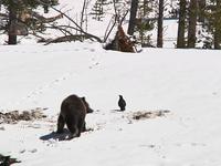 Grizzly Bear