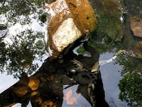 tadpoles devouring a dead frog