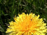 antPunksBee