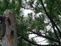 Red-bellied Wookpecker feeding chick