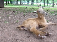Baby Goat!