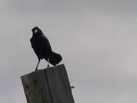 Boat-tailed Grackle