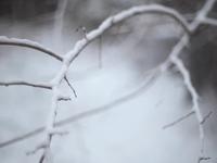 Snow Yard