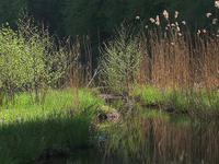 forest meditation
