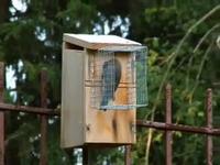 Mother Bluebird feeding her nestlings!