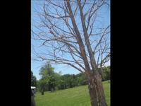 Art in the Park - Columbia, Missouri