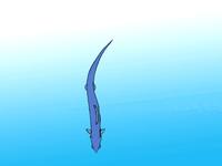 Fish Swim-1