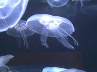 Aquarium of the Bay