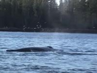 The BC Coast