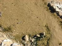 Pupfish Mating