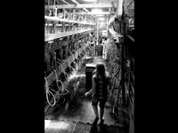 Three generations of dairy farming