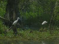 Lake Martin Rookery