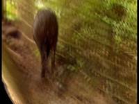 Desarrollo: crianza de animales