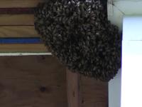 BEES ATTACK