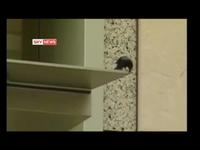 San Francisco Bird Attacks