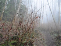 Run in the Fog