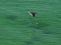 Jumping and Flipping Devil Rays