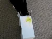 Tissue Box