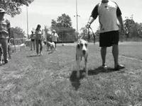 2009 Greyhound Playday EggnSpoon Race