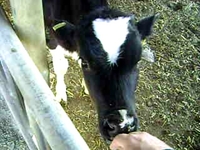 milk , steak, these cows supply us with many things!