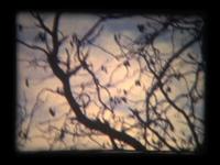 bird.land
