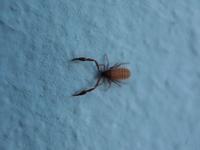 Pseudoscorpion Chelifer cancroides