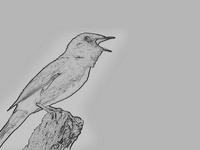 Ode to a Nightingale