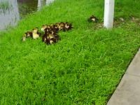 ducklings at the ditch