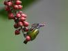 Flowerpeckers