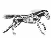 Demon horse test
