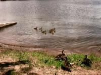 Ducks
